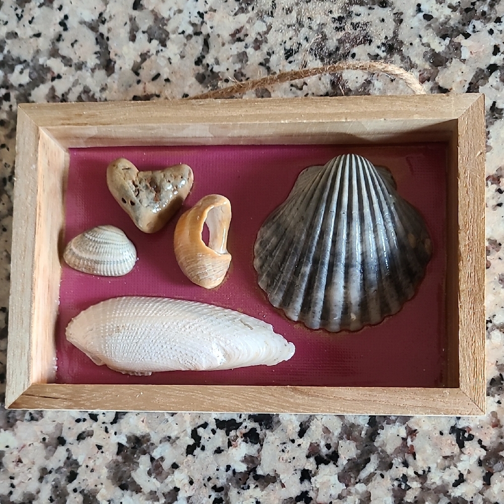 Wooden Framed Seashell Display